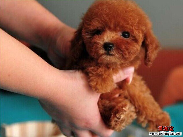 红棕色的泰迪犬怎么美毛？什么美毛产品好？