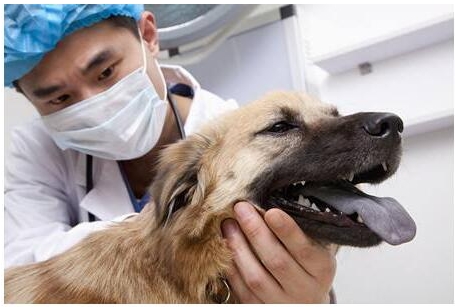 狗狗缺钙会有什么影响 怎么给缺钙的狗狗补钙